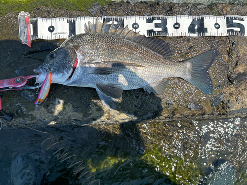 チヌの釣果