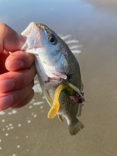 ニベの釣果