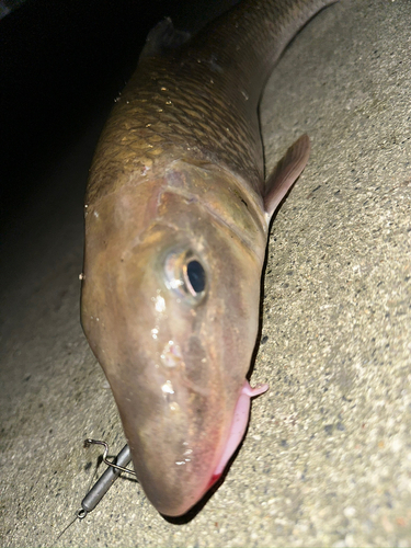 ニゴイの釣果