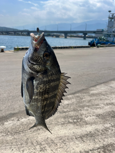 チヌの釣果