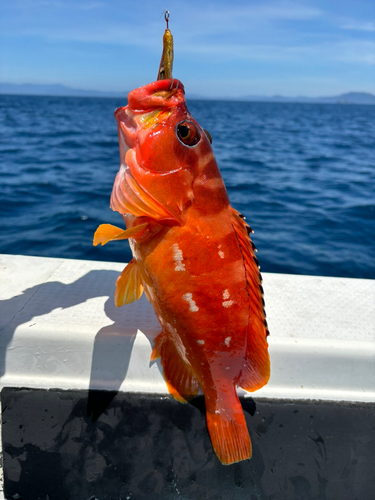 アカハタの釣果