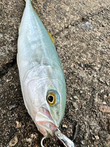 ツバスの釣果