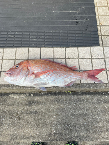 マダイの釣果