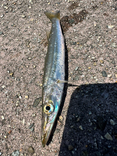 カマスの釣果