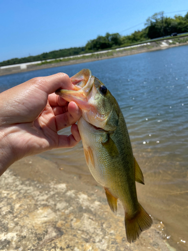 ラージマウスバスの釣果