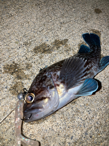 マゾイの釣果