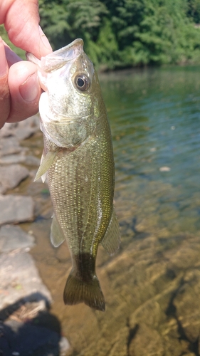 ラージマウスバスの釣果