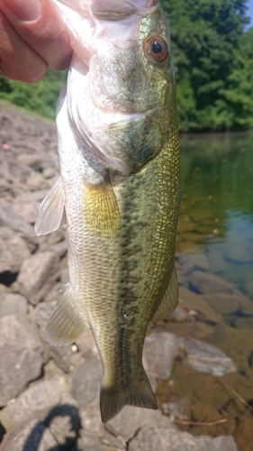 ラージマウスバスの釣果