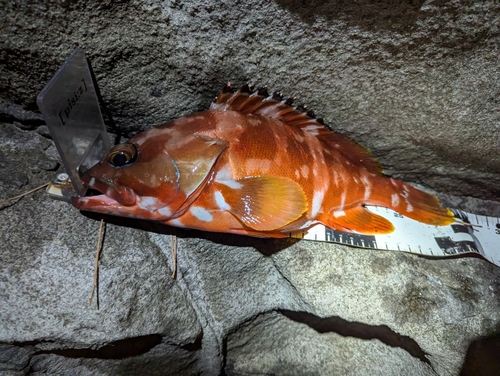 アカハタの釣果