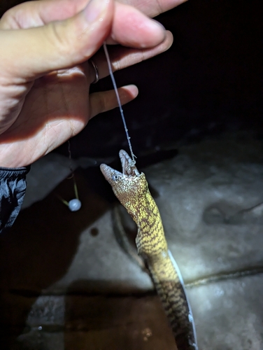 ウツボの釣果