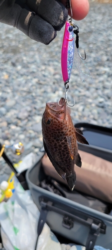 オオモンハタの釣果