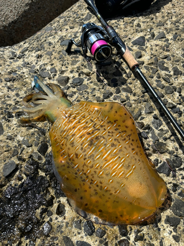 アオリイカの釣果