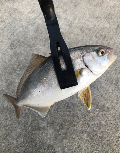 ショゴの釣果