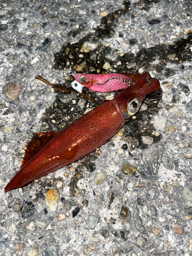 ケンサキイカの釣果