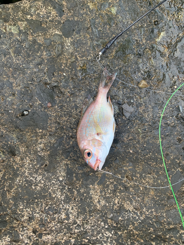 チャリコの釣果