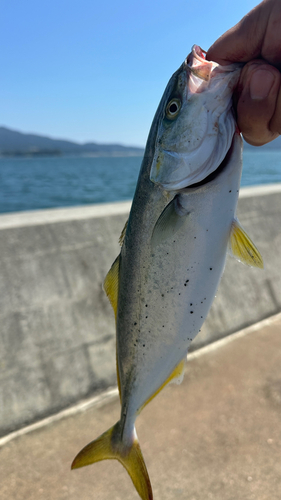 ワカシの釣果