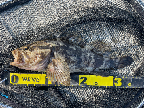 タケノコメバルの釣果