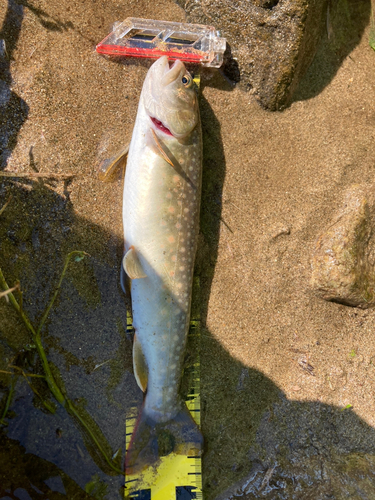 イワナの釣果