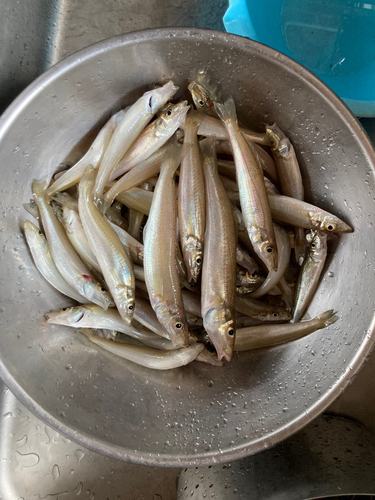 キスの釣果