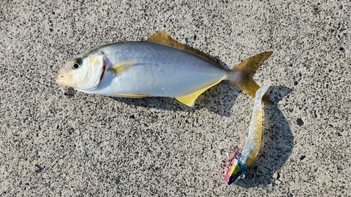 ショゴの釣果