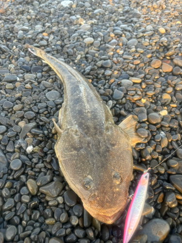 マゴチの釣果