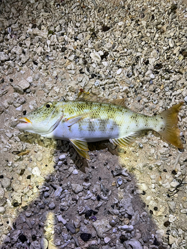 ムネアカクチビの釣果