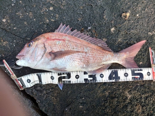 マダイの釣果