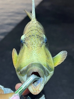 ゴマモンガラの釣果