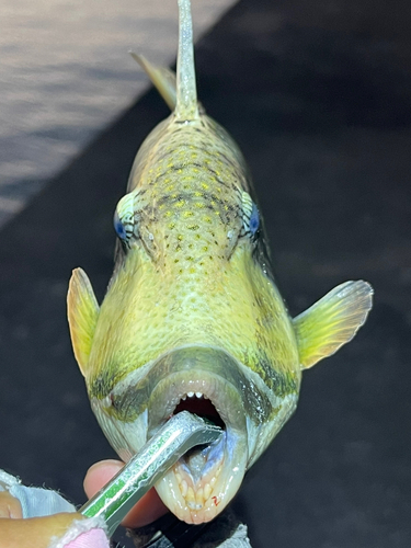 ゴマモンガラの釣果