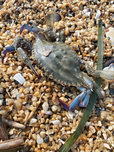 ワタリガニの釣果