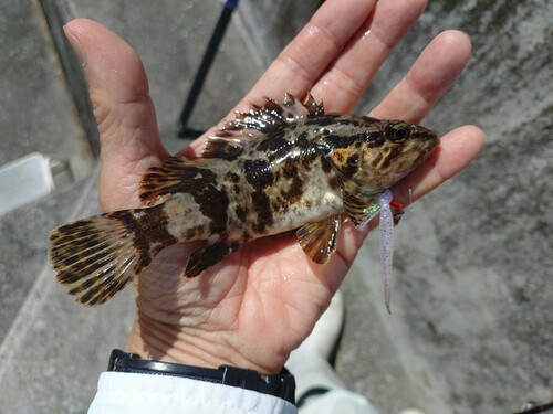 タケノコメバルの釣果