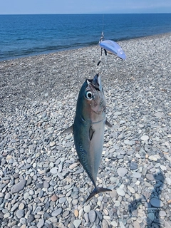 ソウダガツオの釣果