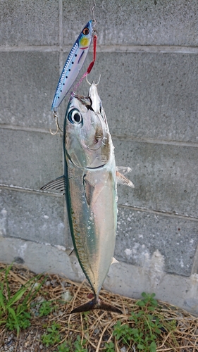 マルソウダの釣果