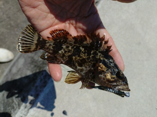 タケノコメバルの釣果