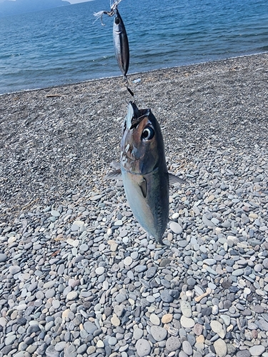 ソウダガツオの釣果