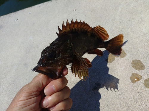 カサゴの釣果