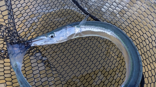 ダツの釣果