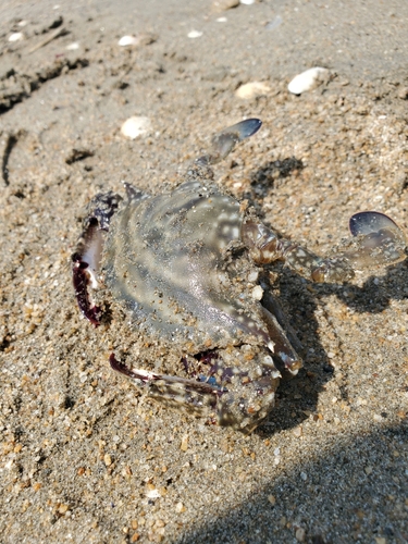 ワタリガニの釣果