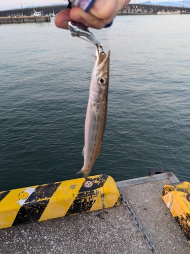 カマスの釣果