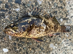 タケノコメバルの釣果