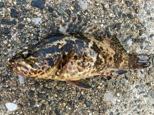 タケノコメバルの釣果