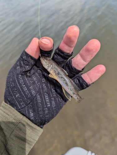 ハゼの釣果