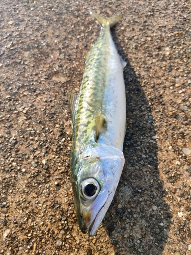 サバの釣果