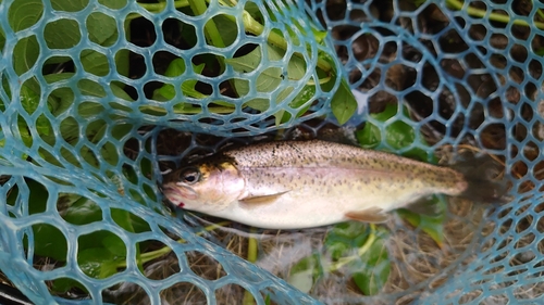 ニジマスの釣果