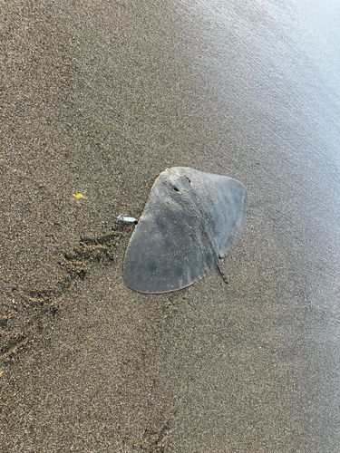 ツバクロエイの釣果