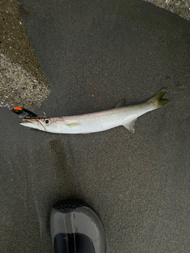 カマスの釣果