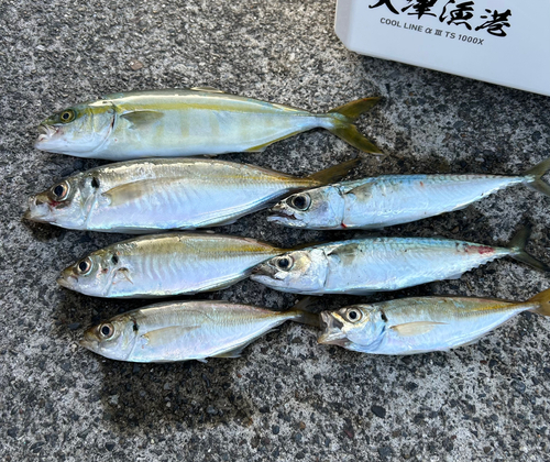 マアジの釣果