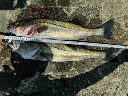 シーバスの釣果