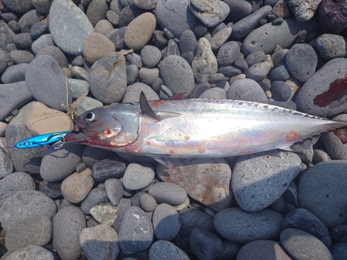 ソウダガツオの釣果