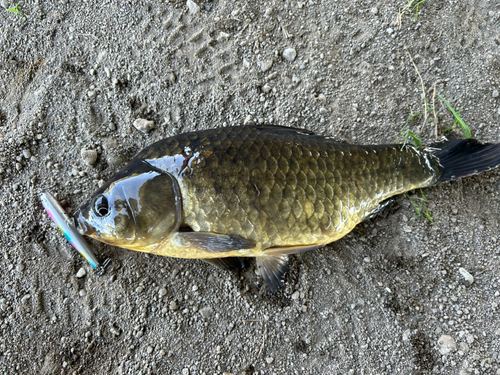 ヘラブナの釣果